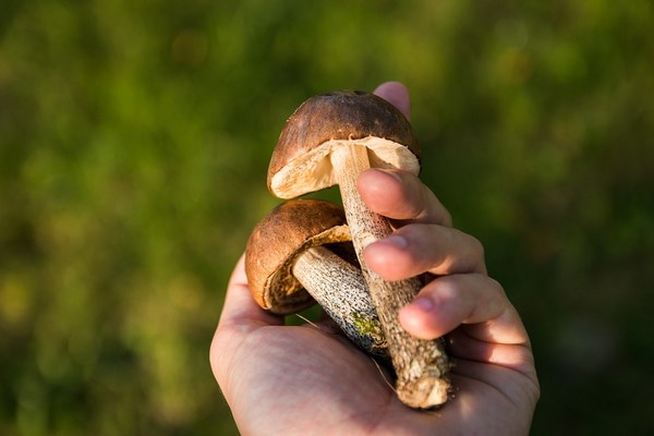 Champignon2 (Copier). Crédit photo : Pixabay