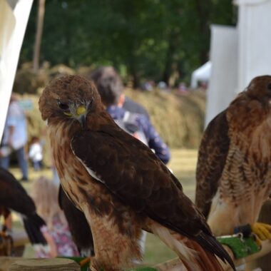 Fête de la Sange 2021 - Faucons (9). Crédit photo : R. Rouillé