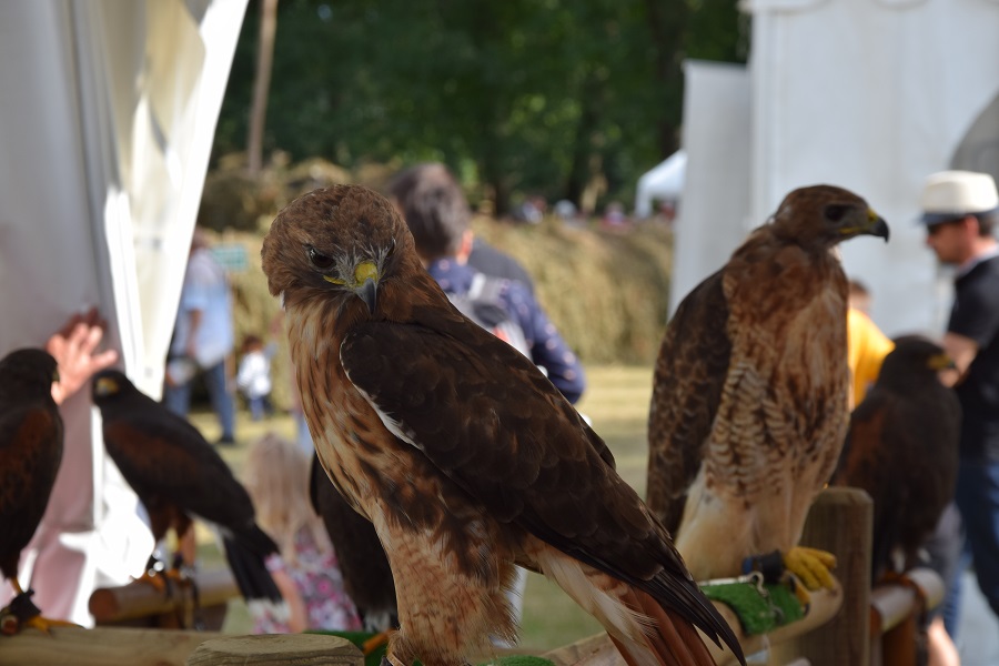 Fête de la Sange 2021 - Faucons (9). Crédit photo : R. Rouillé