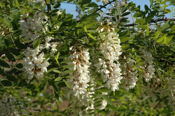 acacia. Crédit photo : PIXABAY