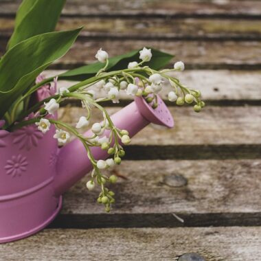 lily-of-the-valley-4166984_960_720. Crédit photo : PIXABAY