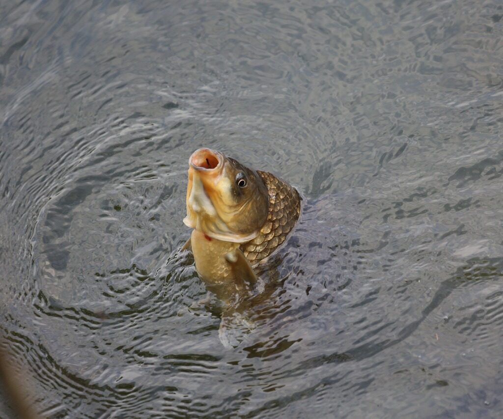 carp-4729249_1280. Crédit photo : PIXABAY