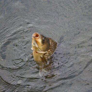 carp-4729249_1280. Crédit photo : PIXABAY