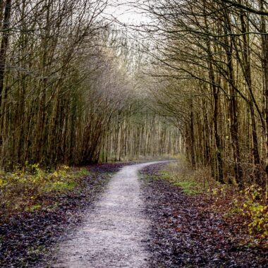 forest-394336_1280. Crédit photo : PIXABAY