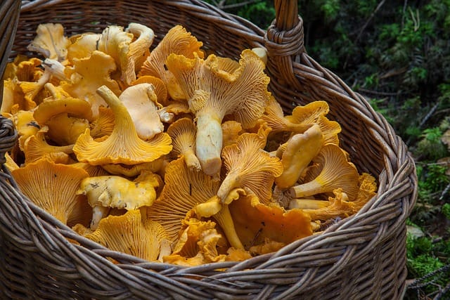 fungus-1194380_640. Crédit photo : PIXABAY