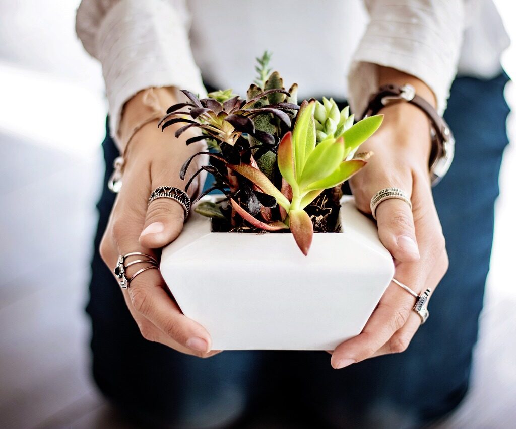 Plante. Crédit photo : PIXABAY
