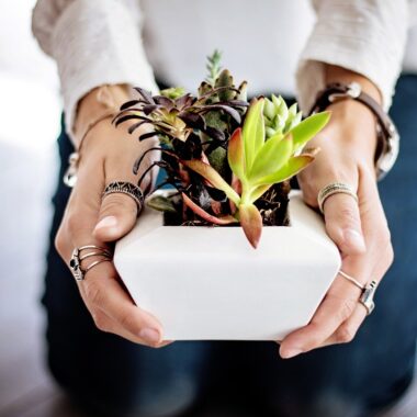 Plante. Crédit photo : PIXABAY
