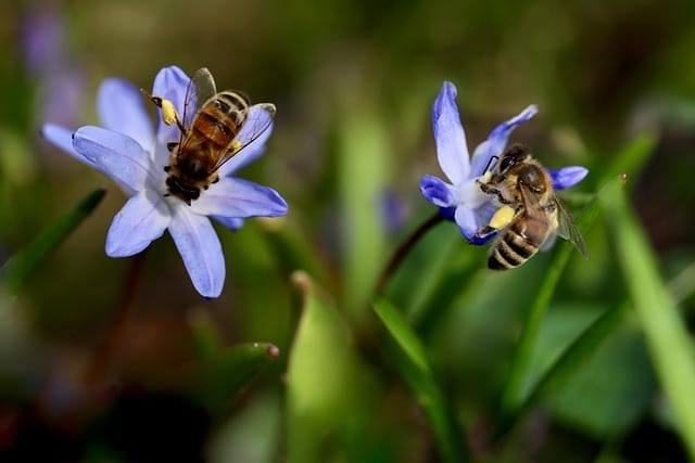 bees-7873791_640. Crédit photo : pixabay