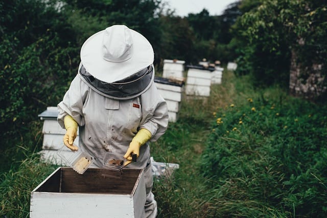 apiary-1866740_640. Crédit photo : pixabay