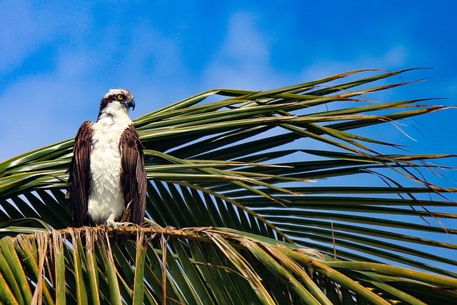 osprey-4454201_640. Crédit photo : pixabay