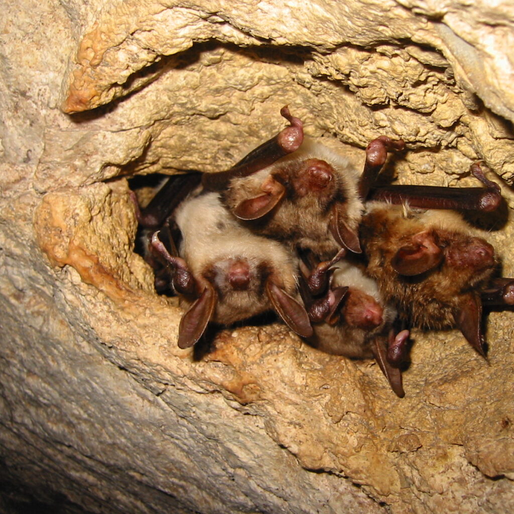 30-chauffe souris_ ©Yves David. Crédit photo : © Yves David