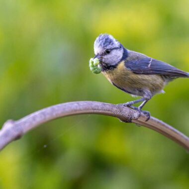 Les_amours_des_oiseaux. Crédit photo : © ALAIN LORIEUX