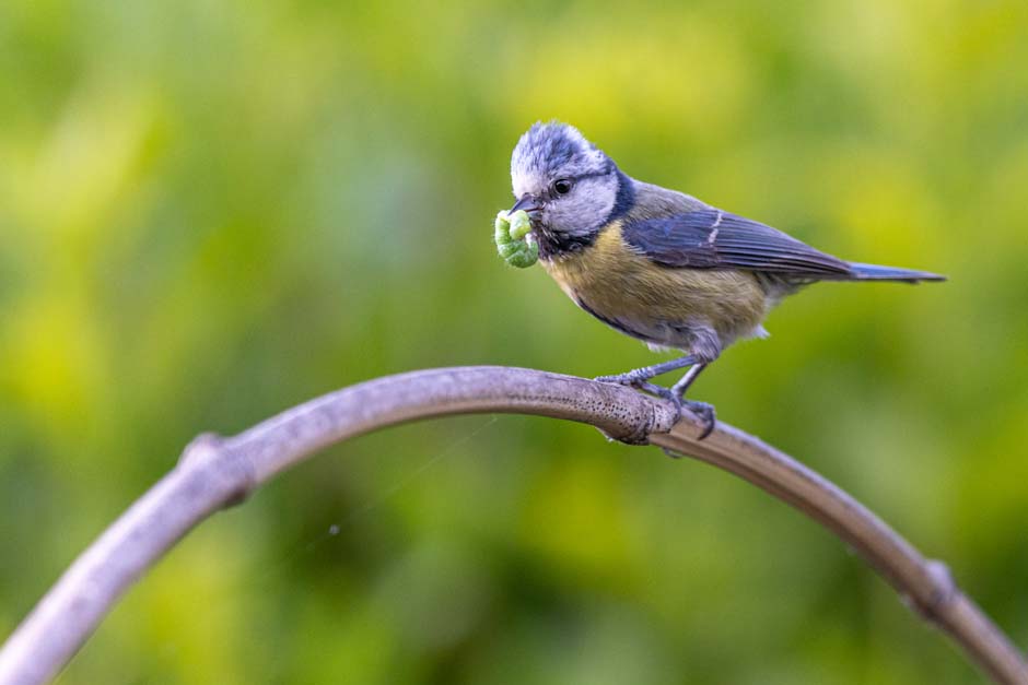 Les_amours_des_oiseaux. Crédit photo : © ALAIN LORIEUX