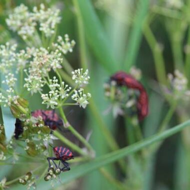 plantes sauvages. Crédit photo : @ CC BY 2.0