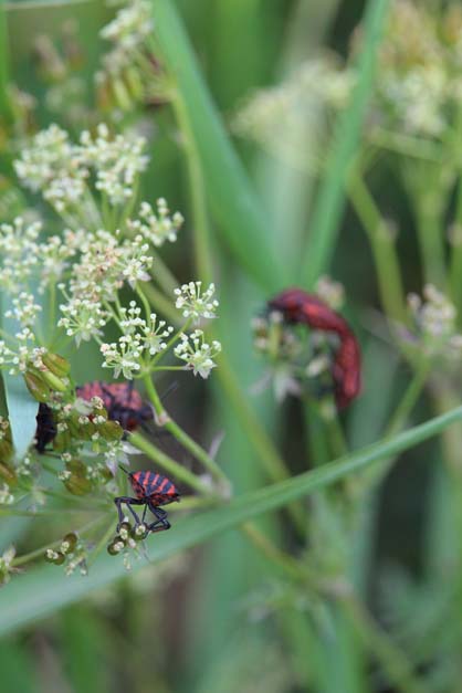 plantes sauvages. Crédit photo : @ CC BY 2.0
