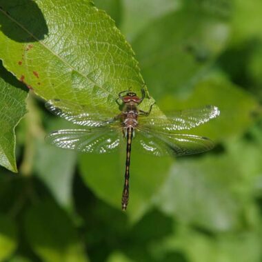 Papillons_et_libellules_Venez_decouvrir_les_insectes_de_l_Etang_du_Puits. Crédit photo : © Tony Chevalier