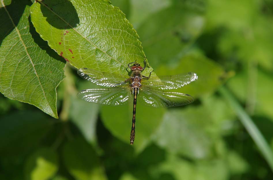 Papillons_et_libellules_Venez_decouvrir_les_insectes_de_l_Etang_du_Puits. Crédit photo : © Tony Chevalier