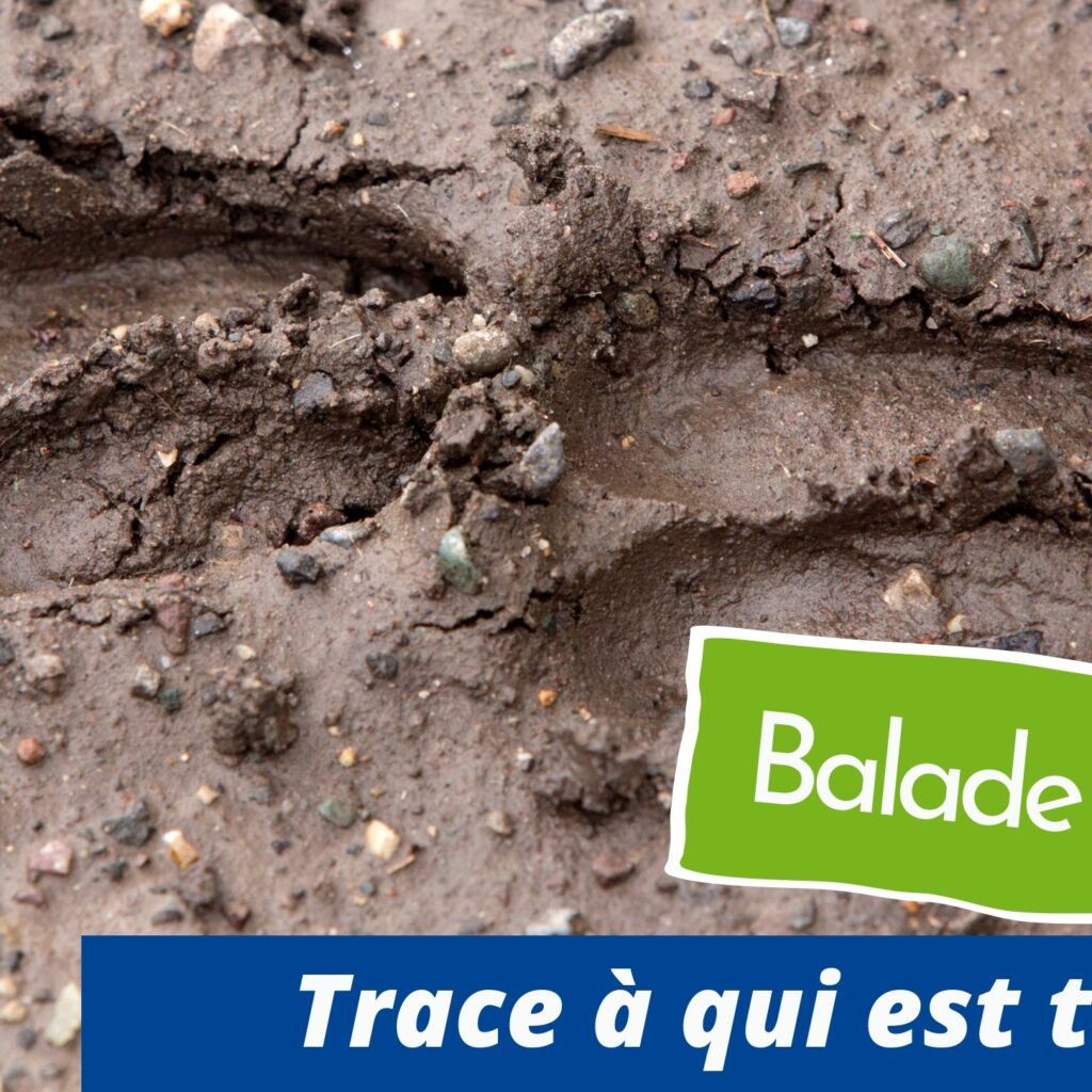 Image Sortie nature. Crédit photo : CEN Centre Val de Loire