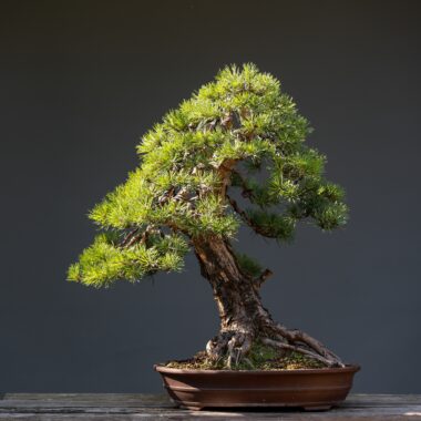 ilonaburschl-bonsai-7362259. Crédit photo : Pixabay