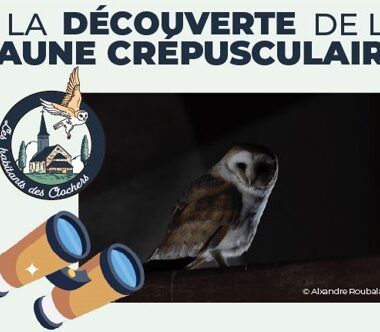 nocturne 23 juin. Crédit photo : Sologne Nature