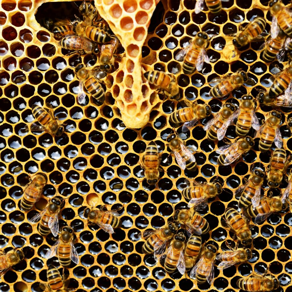abeilles-miel. Crédit photo : pexel