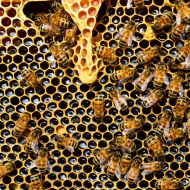 abeilles-miel. Crédit photo : pexel