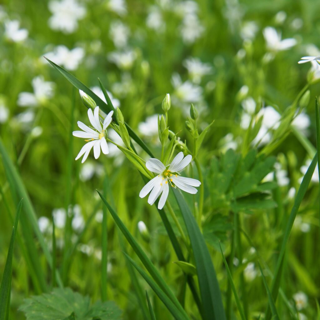 ralf1403-flower-meadow-7955256. Crédit photo : Pixabay