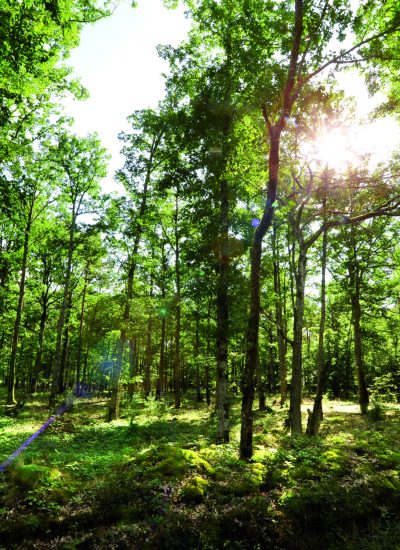 Foret-d-Orleans-DSC3521