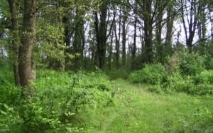 entre les levées saint père